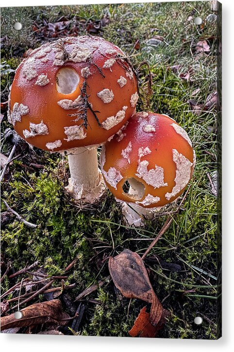 Mushrooms - Acrylic Print