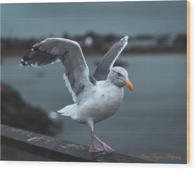 Seagull on a Seaside Rail - Wood Print