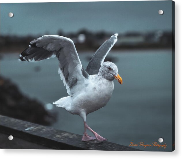 Seagull on a Seaside Rail - Acrylic Print