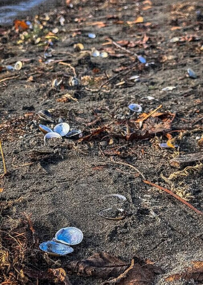 Seashells on the shoreline - Puzzle