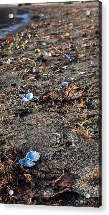 Seashells on the shoreline - Acrylic Print
