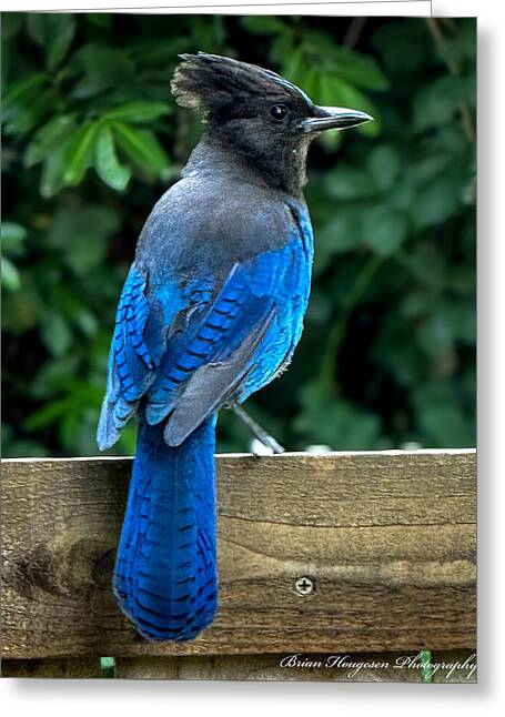 Stellars jay - Greeting Card