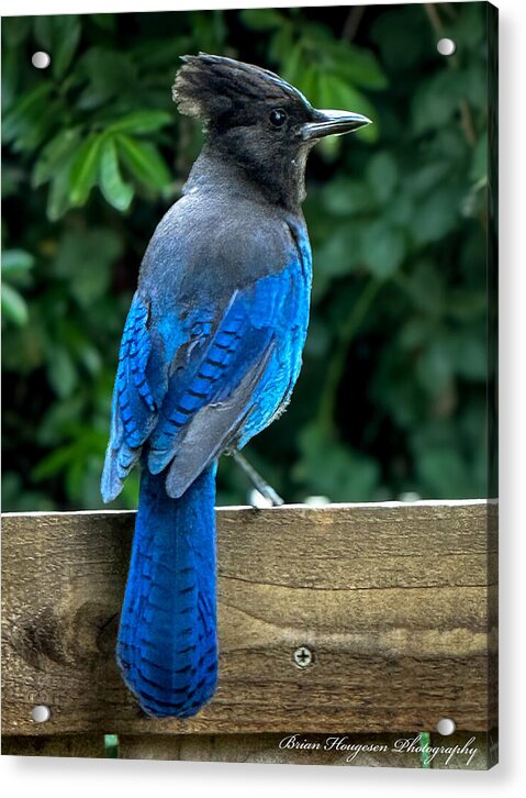 Stellars jay - Acrylic Print