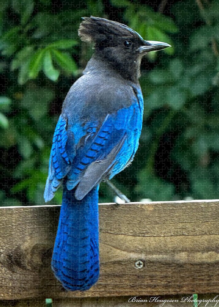 Stellars jay - Puzzle