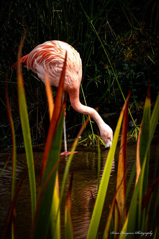 Taking a drink - Art Print