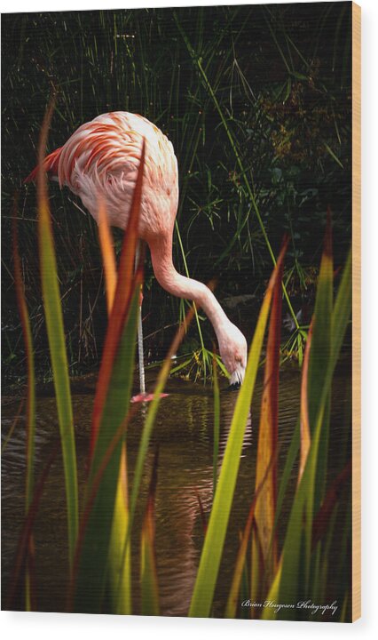 Taking a drink - Wood Print