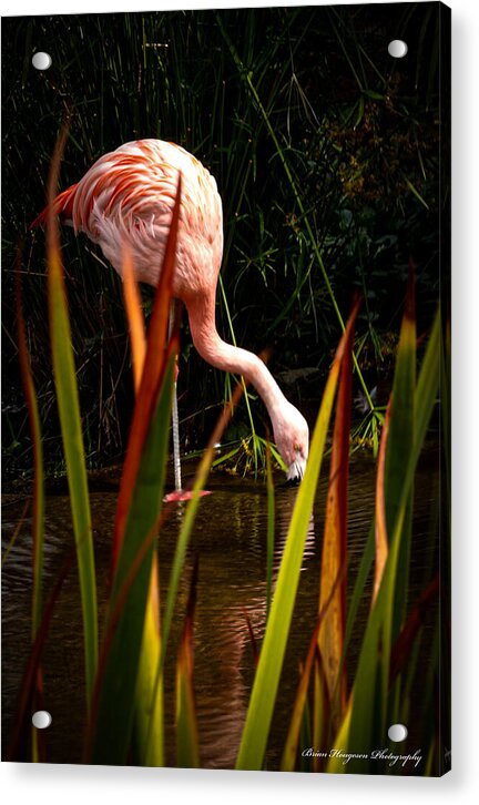 Taking a drink - Acrylic Print