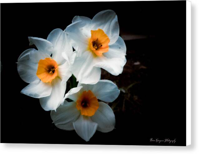 Three Daffodils in Bloom - Canvas Print