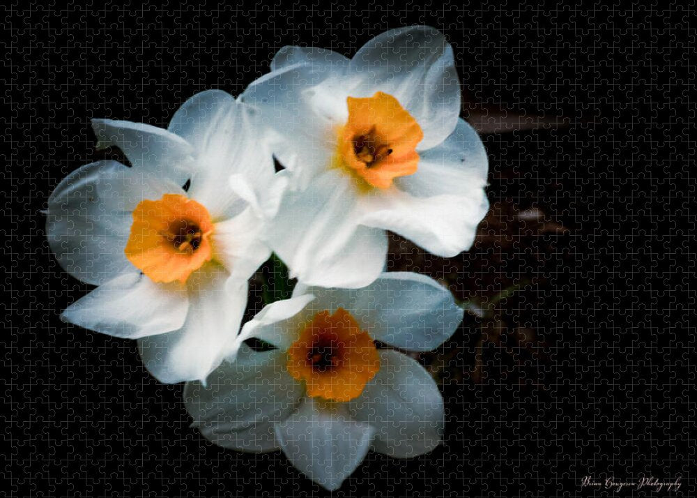 Three Daffodils in Bloom - Puzzle