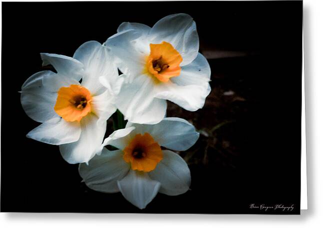 Three Daffodils in Bloom - Greeting Card