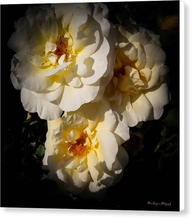 Yellow bloom - Canvas Print
