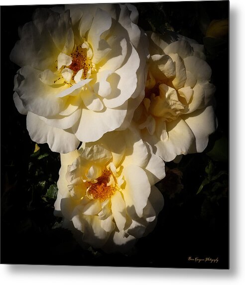 Yellow bloom - Metal Print