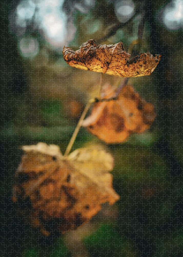 Yellow leaves - Puzzle