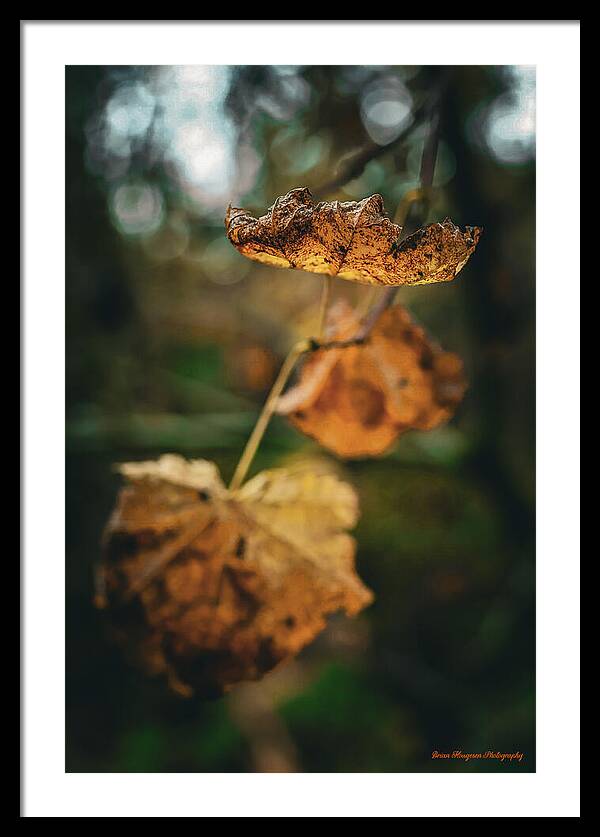 Yellow leaves - Framed Print
