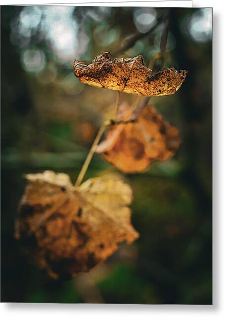 Yellow leaves - Greeting Card