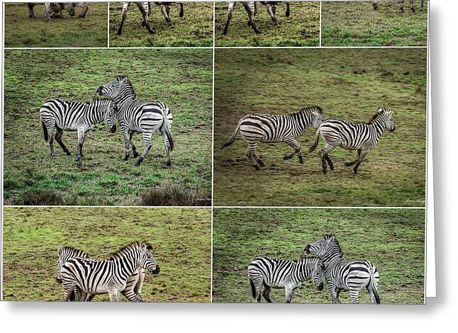 Zebras in play - Greeting Card