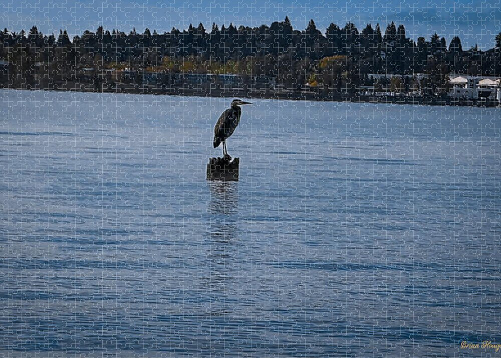 Seagull  1 - Puzzle