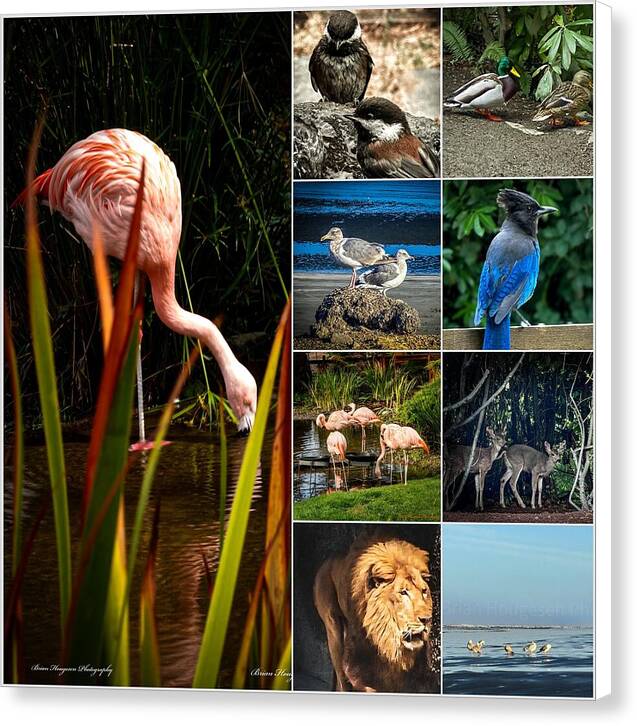Wild life  1 - Canvas Print