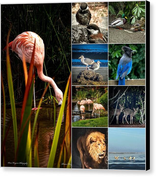 Wild life  1 - Canvas Print