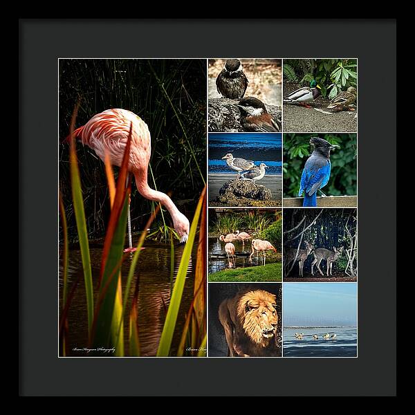 Wild life  1 - Framed Print