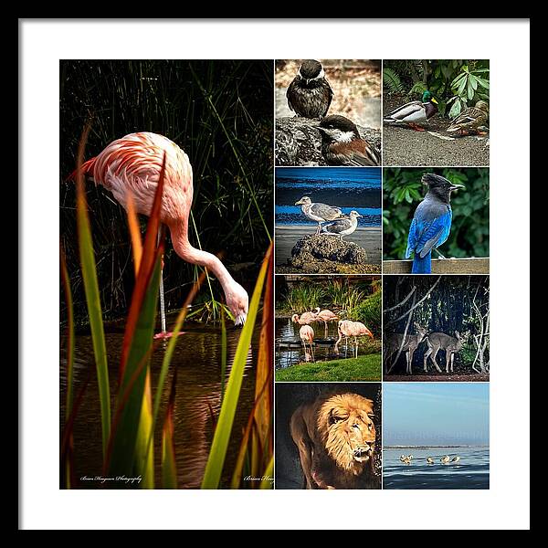 Wild life  1 - Framed Print