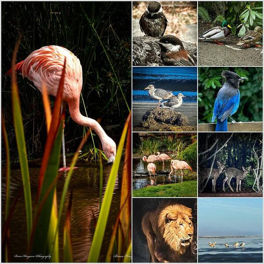 Wild life  1 - Art Print
