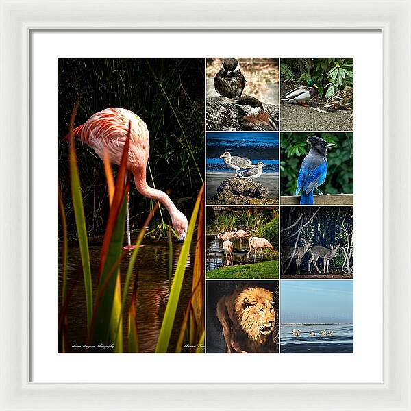 Wild life  1 - Framed Print