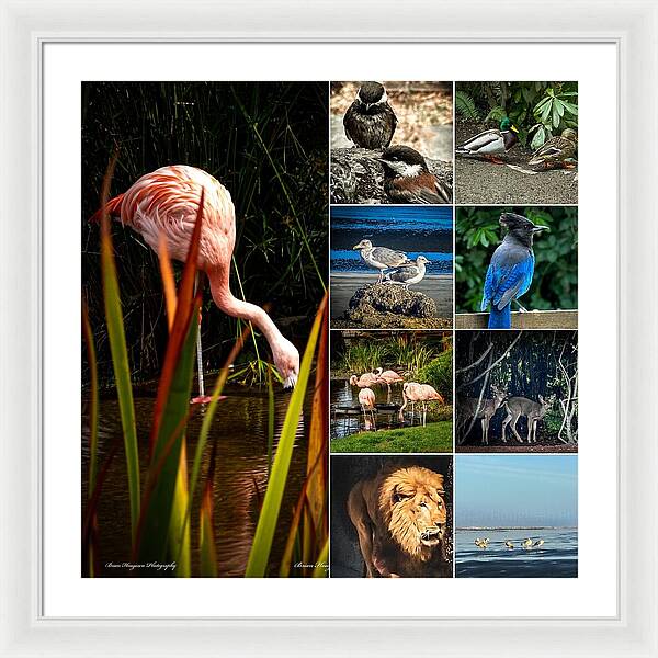 Wild life  1 - Framed Print