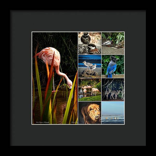 Wild life  1 - Framed Print