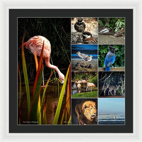 Wild life  1 - Framed Print