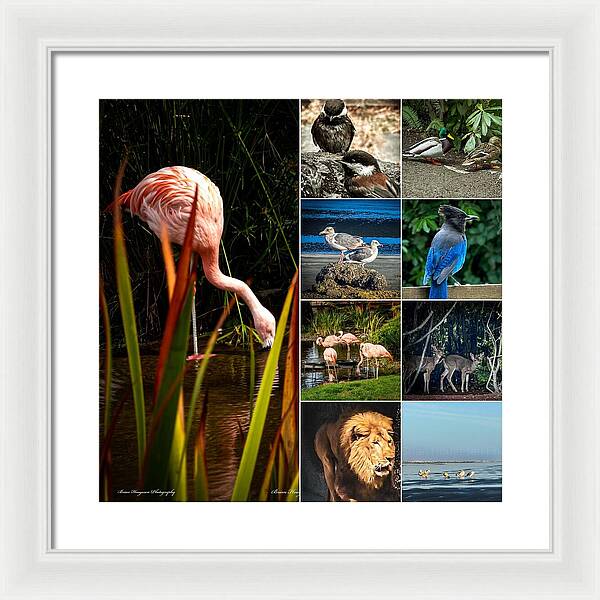 Wild life  1 - Framed Print