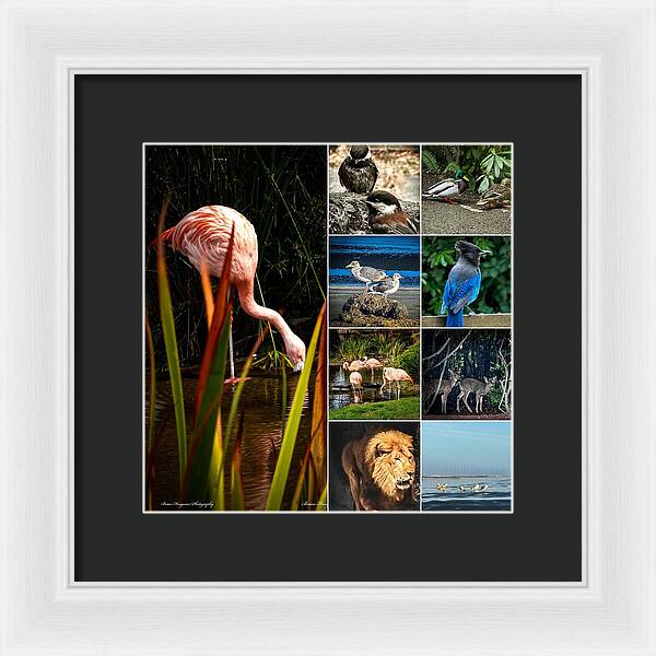 Wild life  1 - Framed Print