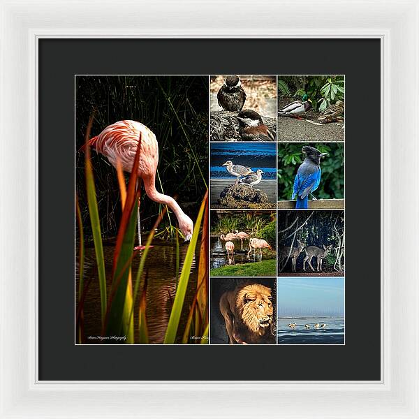 Wild life  1 - Framed Print