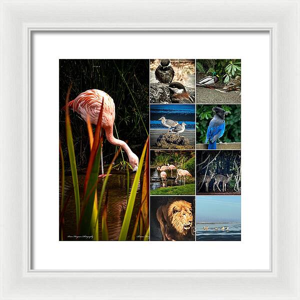 Wild life  1 - Framed Print
