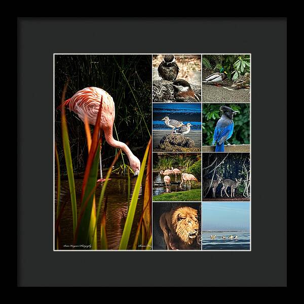 Wild life  1 - Framed Print