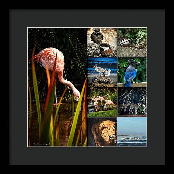 Wild life  1 - Framed Print