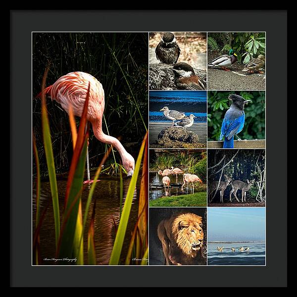 Wild life  1 - Framed Print