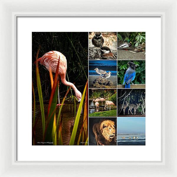 Wild life  1 - Framed Print