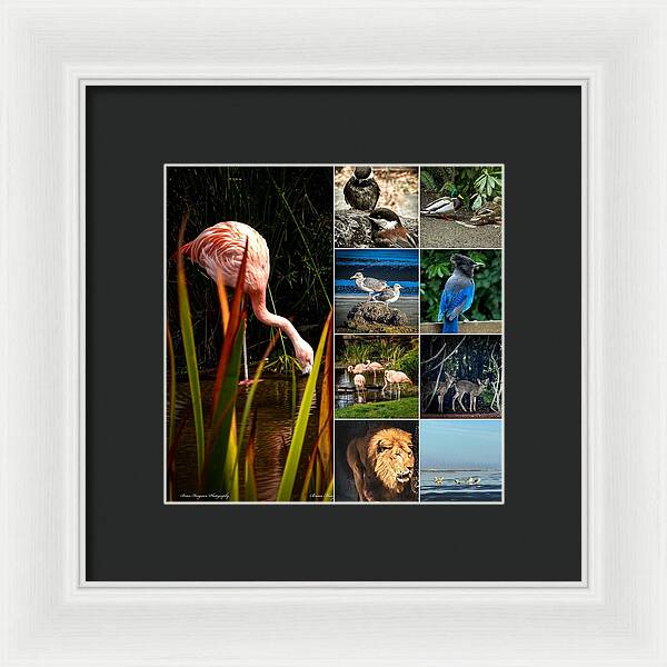 Wild life  1 - Framed Print