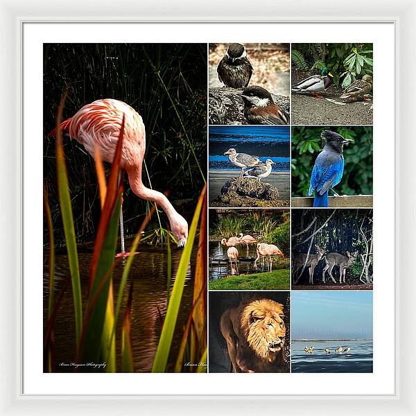 Wild life  1 - Framed Print
