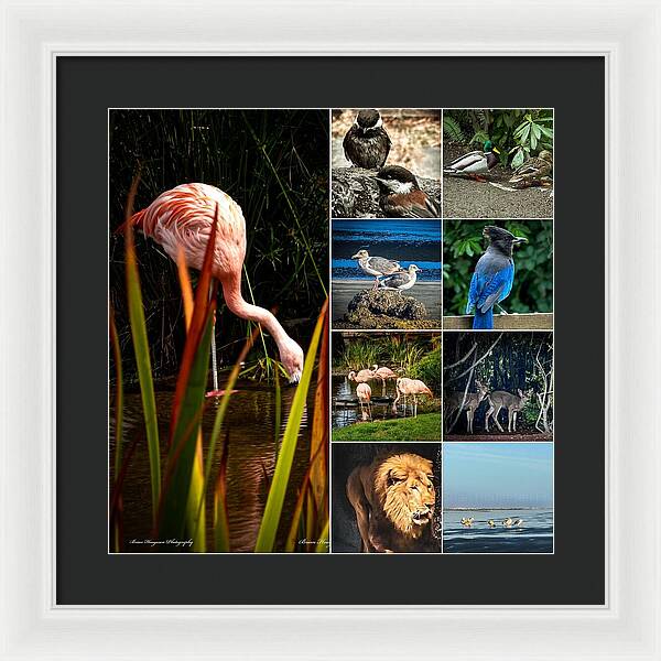 Wild life  1 - Framed Print
