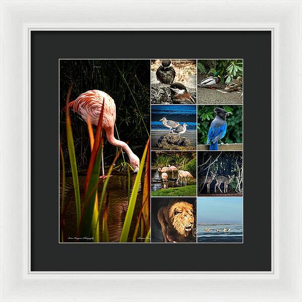 Wild life  1 - Framed Print
