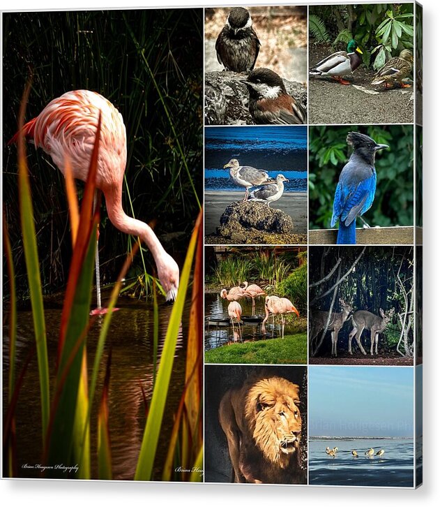 Wild life  1 - Acrylic Print