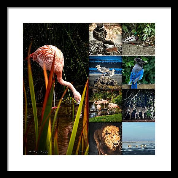 Wild life  1 - Framed Print