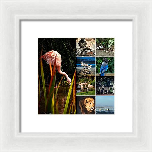 Wild life  1 - Framed Print