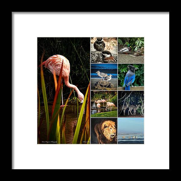 Wild life  1 - Framed Print