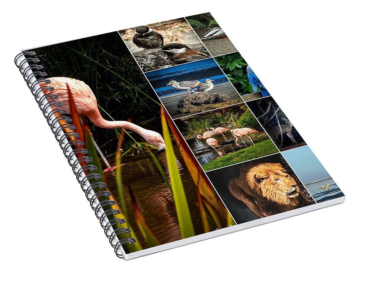 Wild life  1 - Spiral Notebook
