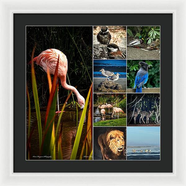 Wild life  1 - Framed Print