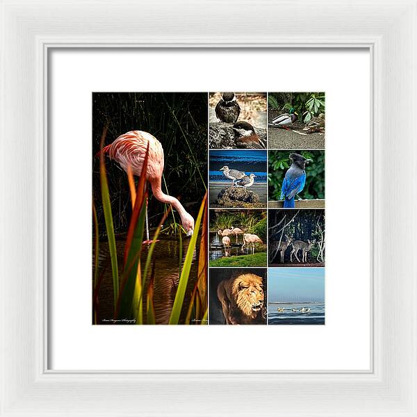 Wild life  1 - Framed Print