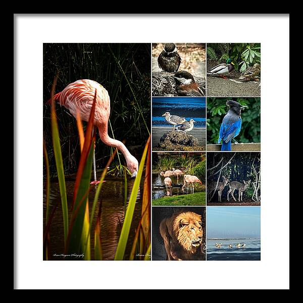 Wild life  1 - Framed Print